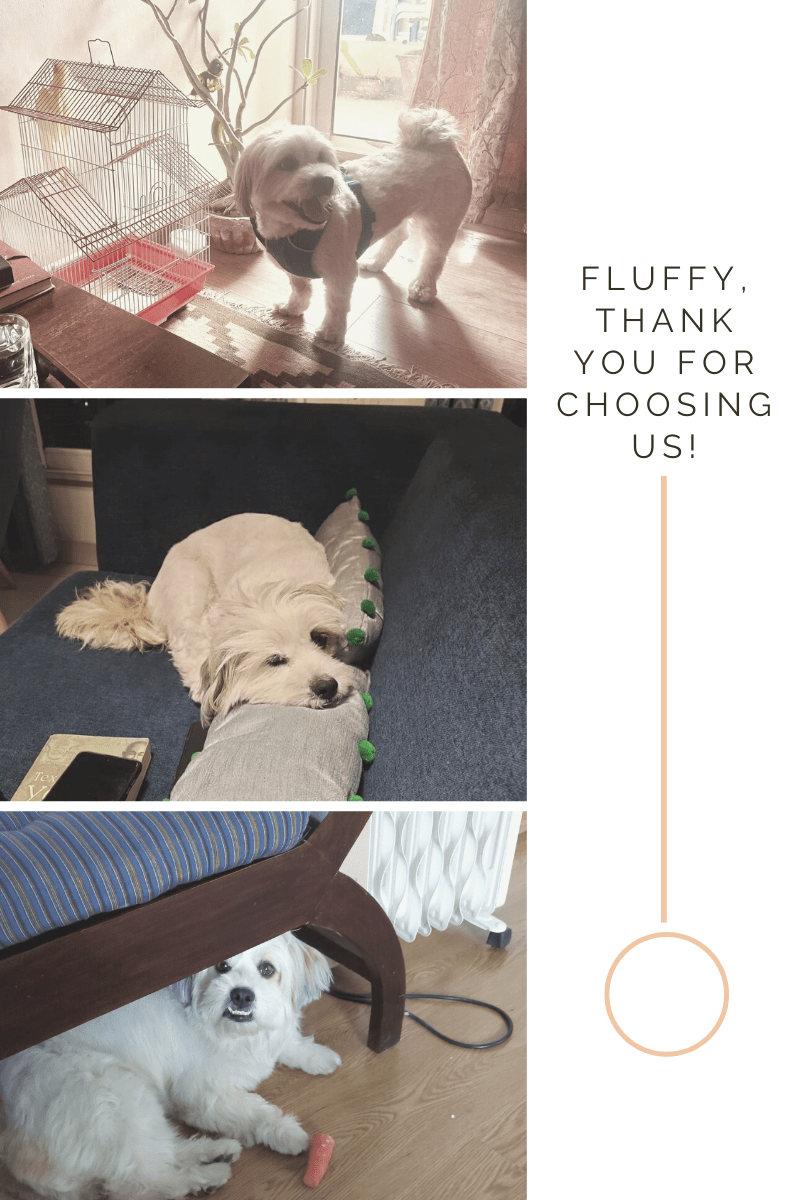Fluffy, Thank You for Choosing&nbsp;Us!