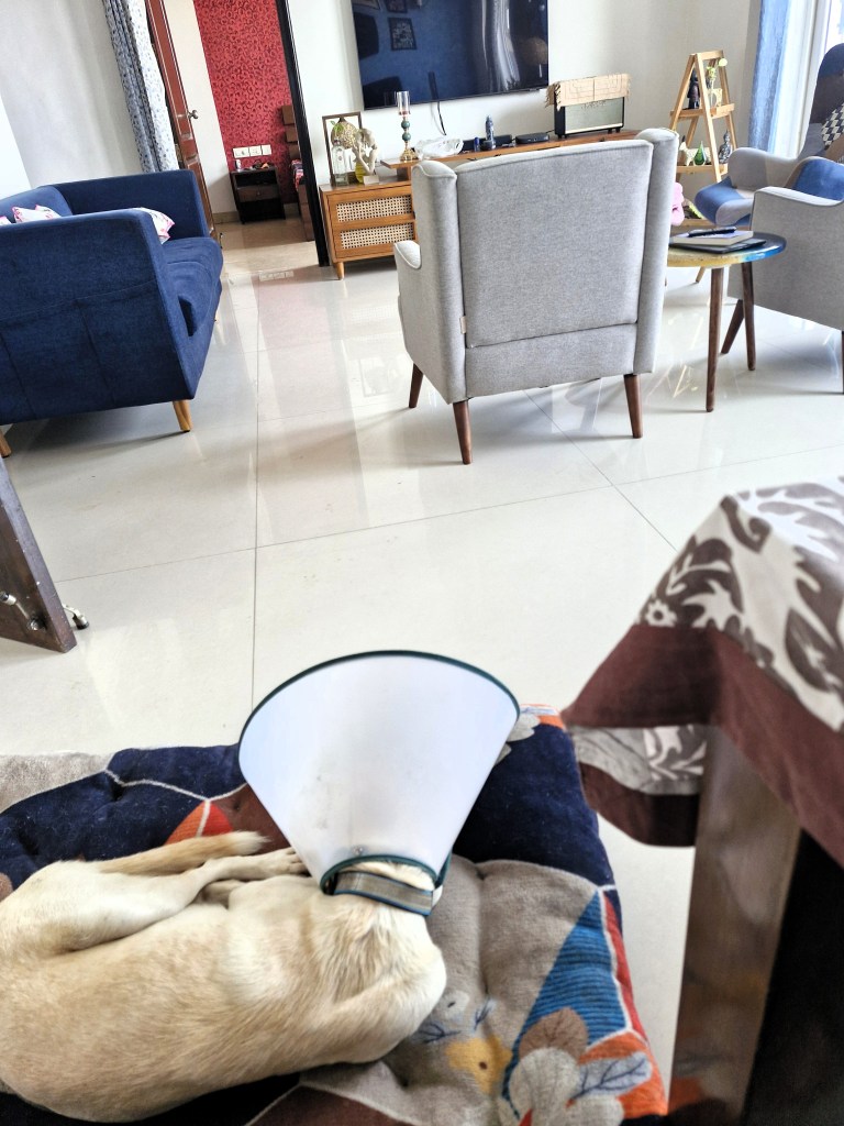 Goldie resting beside me as I worked