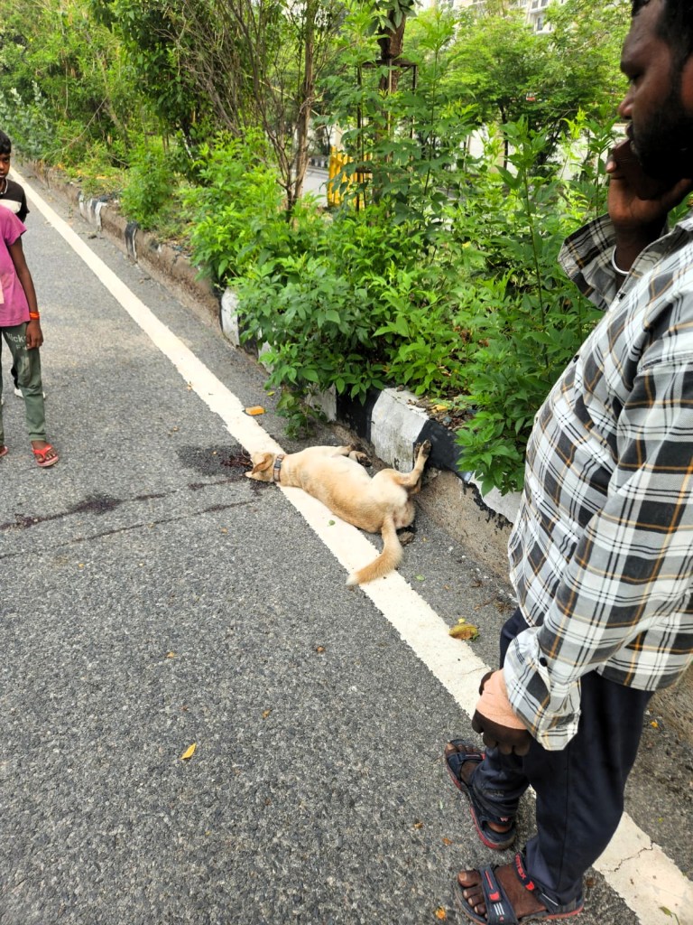 Goldie's body lying on the roadside